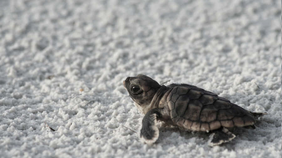 Baby Turtle Journeyon Sand Wallpaper