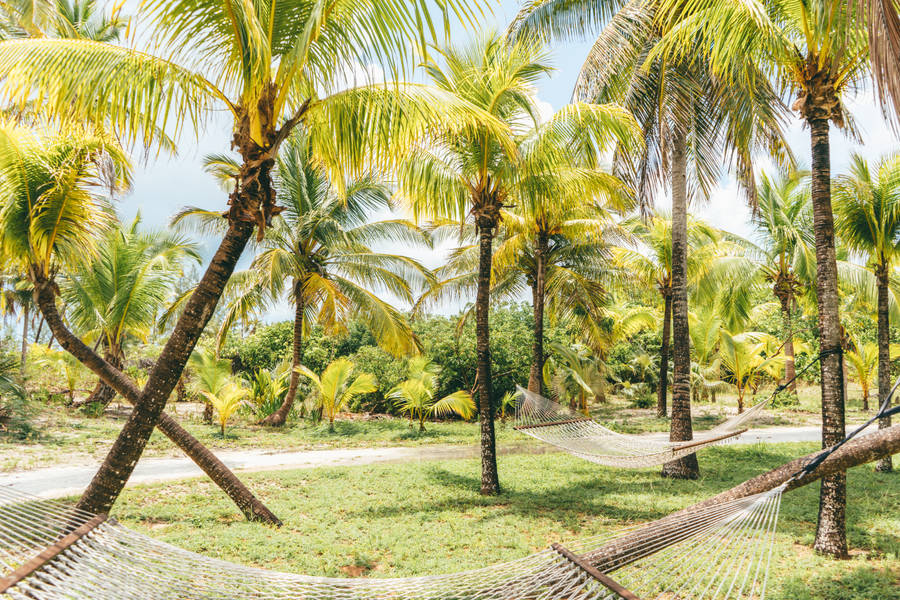 Bahamas Tall Coconut Trees Wallpaper
