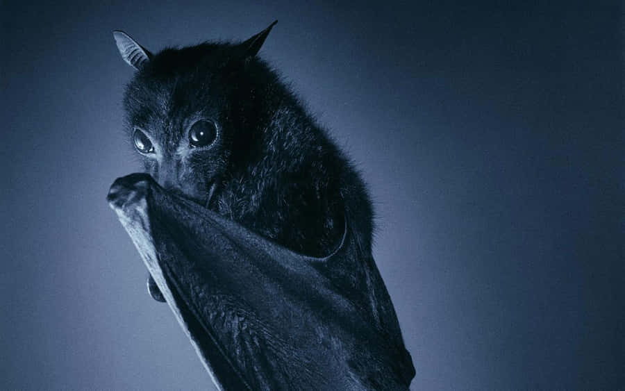 Balck Bat Blue Background Wallpaper