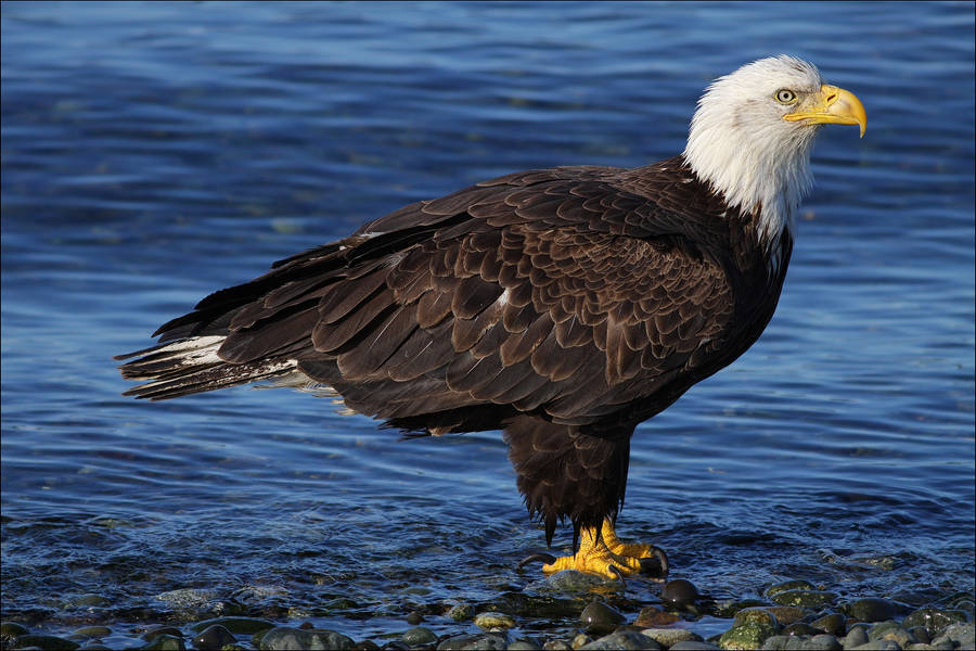 Bald Eagle In Water Wallpaper