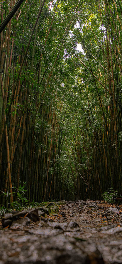 Bamboo Forest Floor Iphone Wallpaper