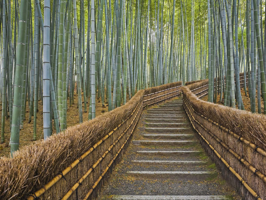 Bamboo Forest Stone Pathway Wallpaper