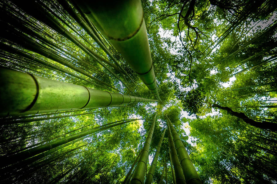 Bamboo Forest Trees Wallpaper
