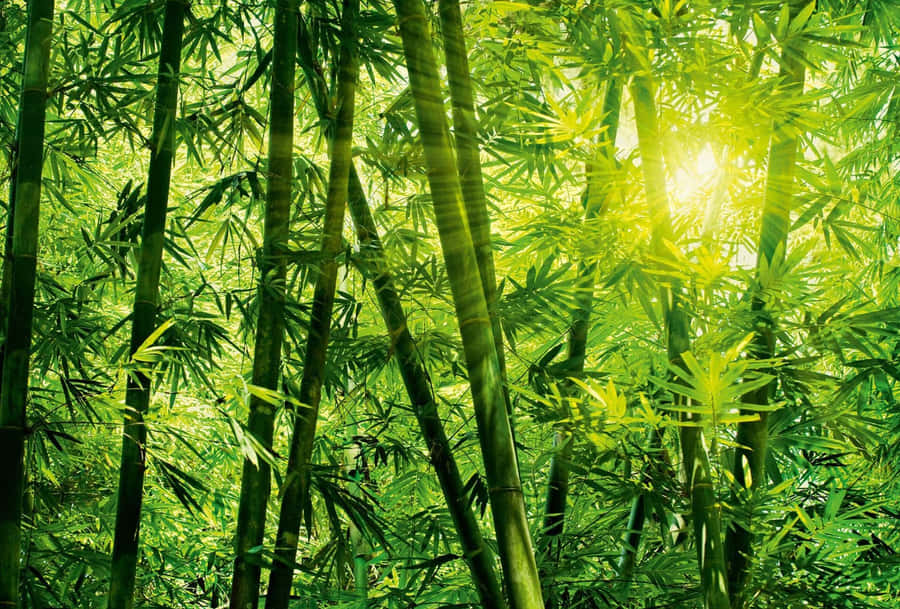 Bamboo Forest With Bright Sun Wallpaper
