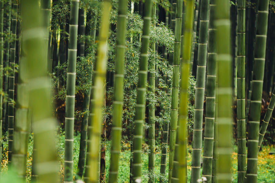 Bamboo Plants And Grass Wallpaper