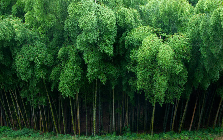 Bamboo Plants Top View Wallpaper