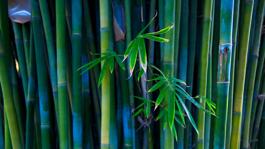 Bamboos With Leaves Wallpaper