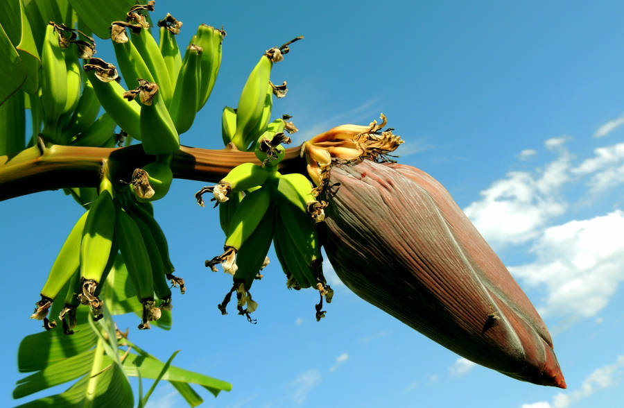 Banana Blossom Flower Wallpaper