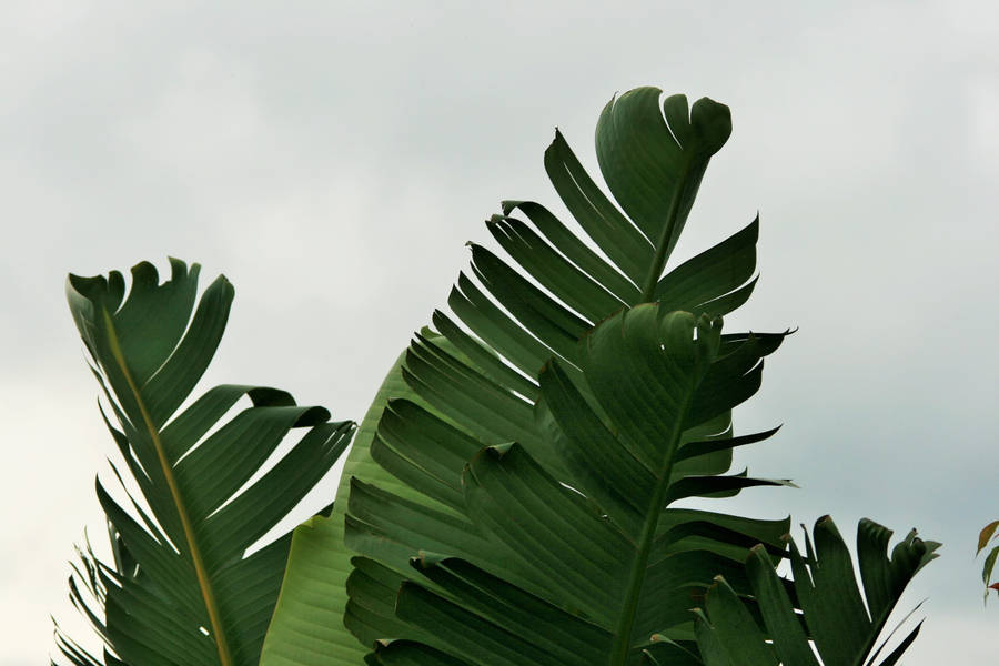 Banana Tree Green Leaves Wallpaper