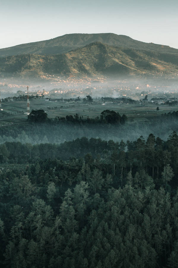 Bandung City Lush Forest Wallpaper