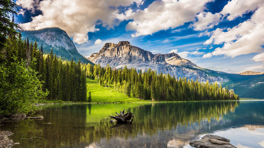 Banff National Park Forest Lake Wallpaper