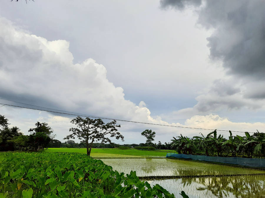 Bangladesh Common Village Wallpaper