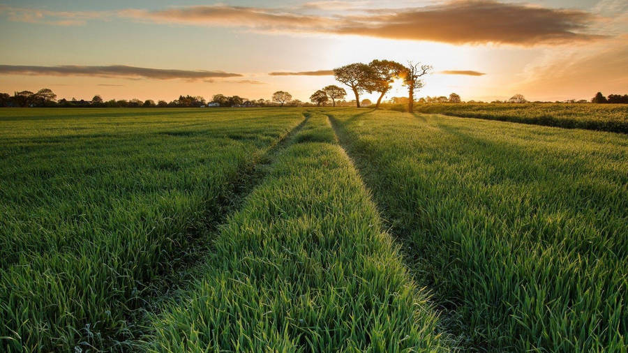 Bangladesh Thriving Green Field Wallpaper