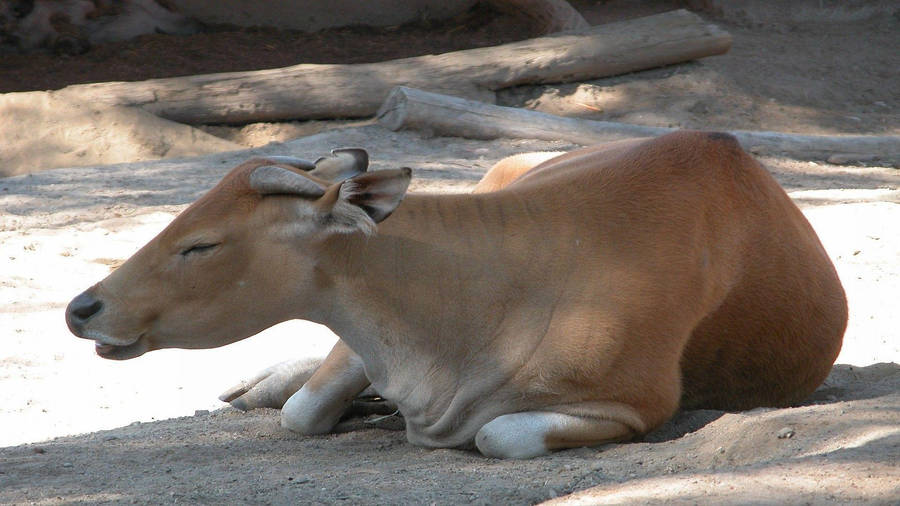 Banteng Ox Sleeping On Road Wallpaper