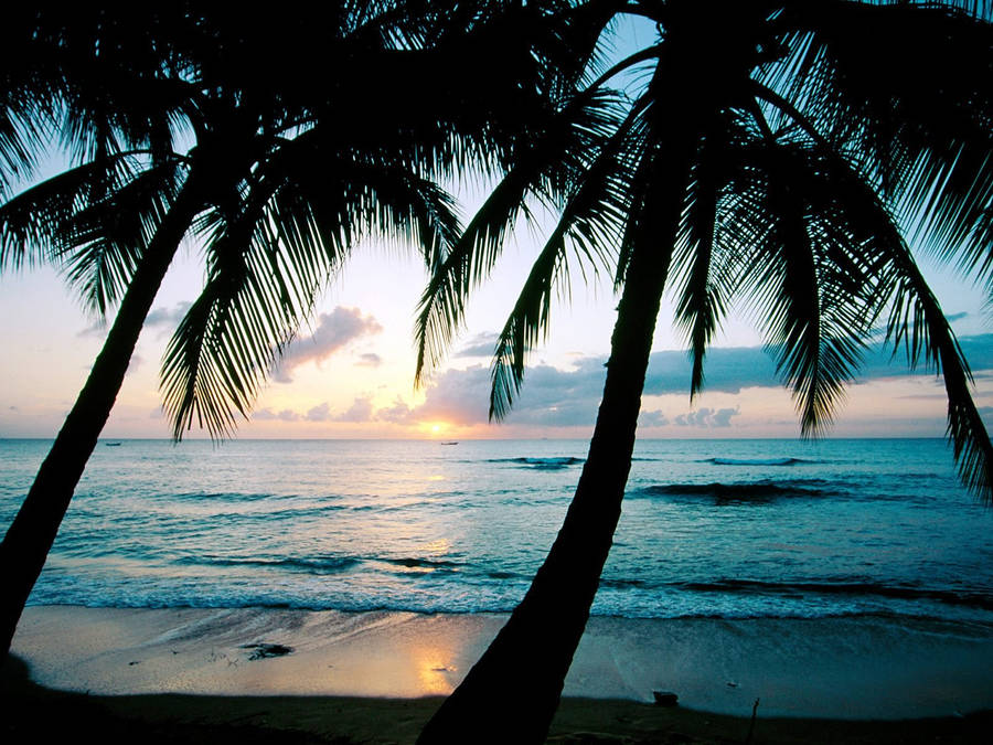 Barbados Palm Trees Wallpaper