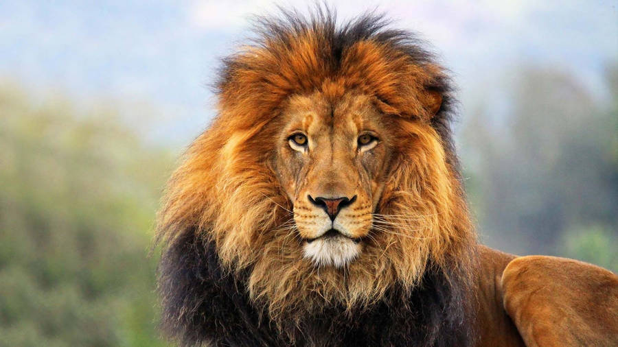 Barbary Lion Head Wallpaper