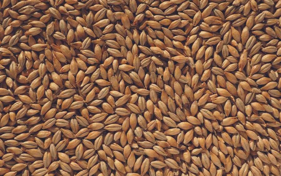 Barley Grain Backdrop Wallpaper