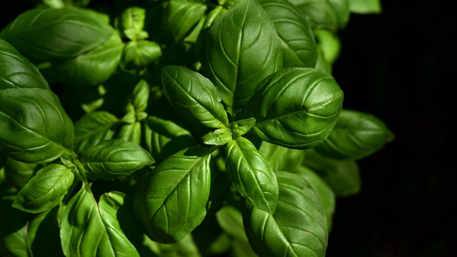 Basil Herb Plant Still Shot Wallpaper