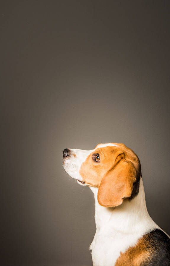 Beagle Dog On Side View Wallpaper