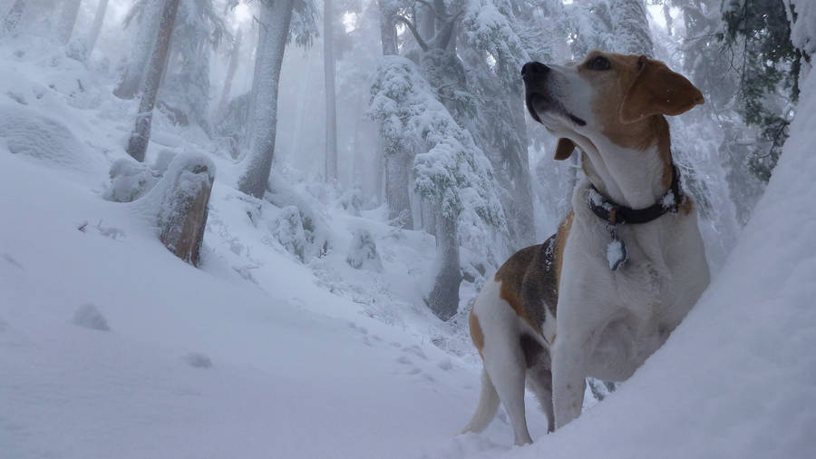Beagle Dog On Winter Forest Wallpaper