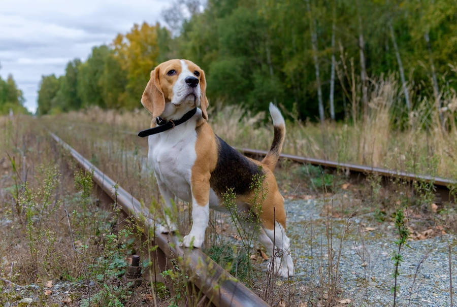 Beagle Dog Standing On Railroad Wallpaper