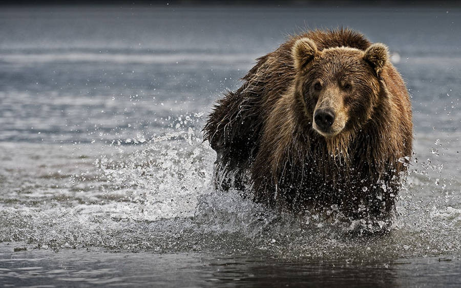 Bear Crossing A Lake Wallpaper