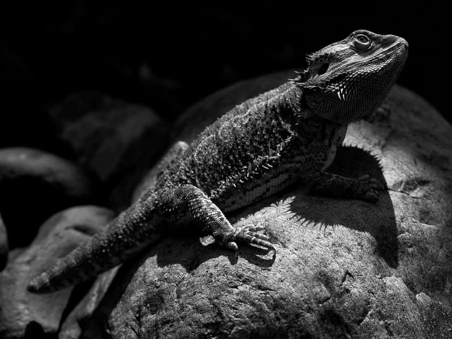 Bearded Dragon Baskingon Rock Wallpaper