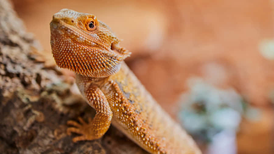 Bearded Dragon Close Up Wallpaper