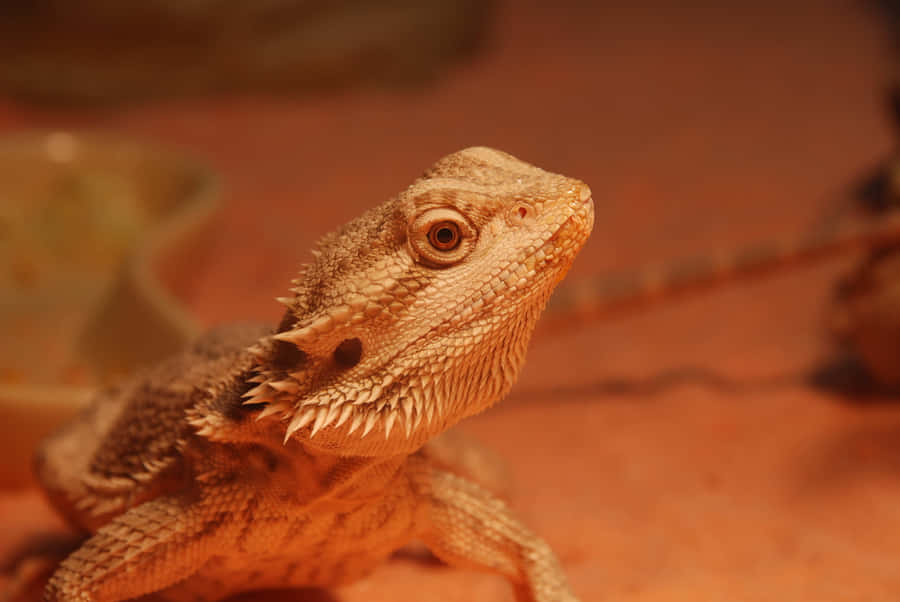 Bearded Dragon Closeup Wallpaper