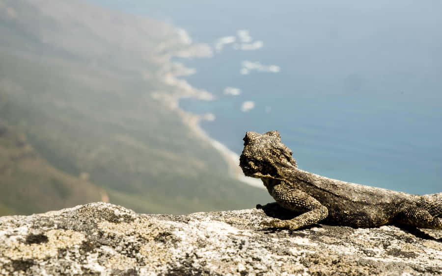 Bearded Dragon Coastal View Wallpaper