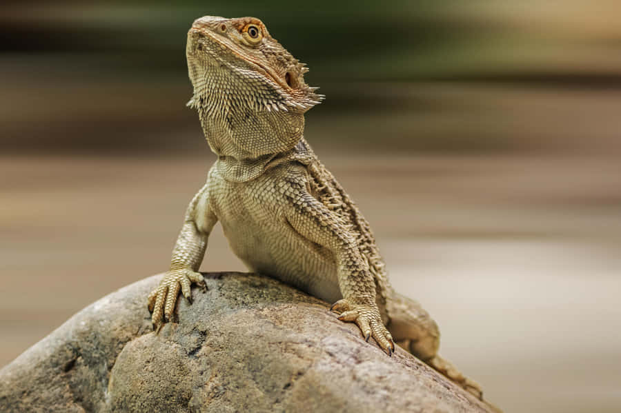 Bearded Dragon Proudly Perchedon Rock.jpg Wallpaper