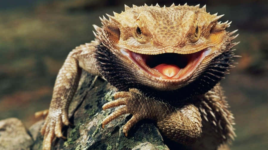 Bearded Dragon Smilingon Branch.jpg Wallpaper