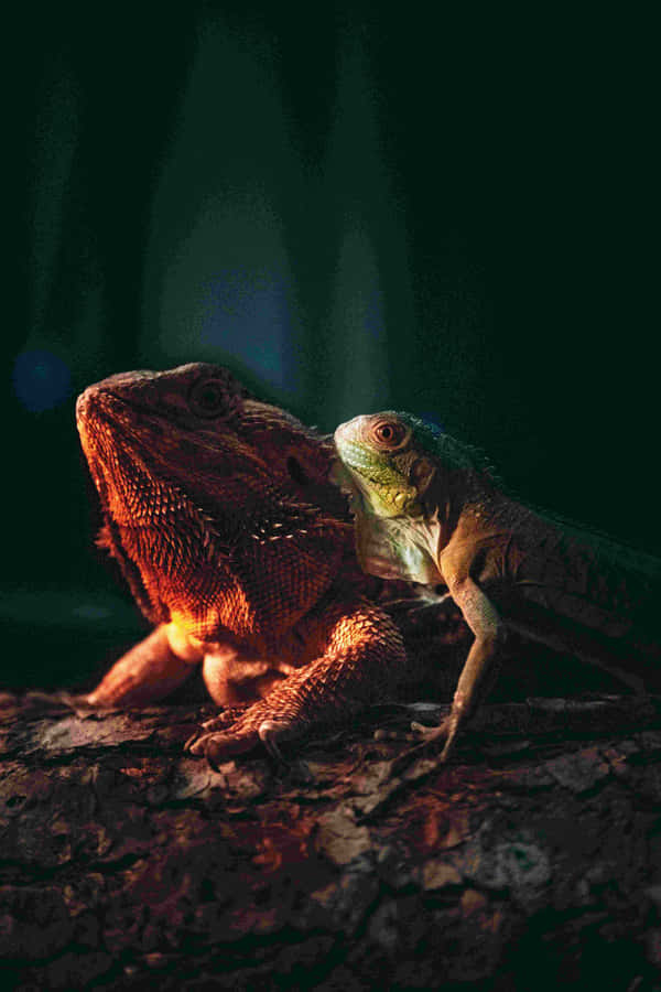 Bearded Dragonand Friend Dramatic Lighting Wallpaper