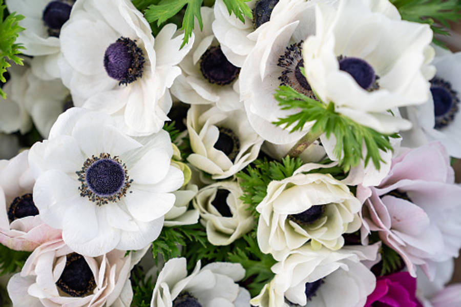 Beautiful Anemone Flower In Full Bloom Wallpaper