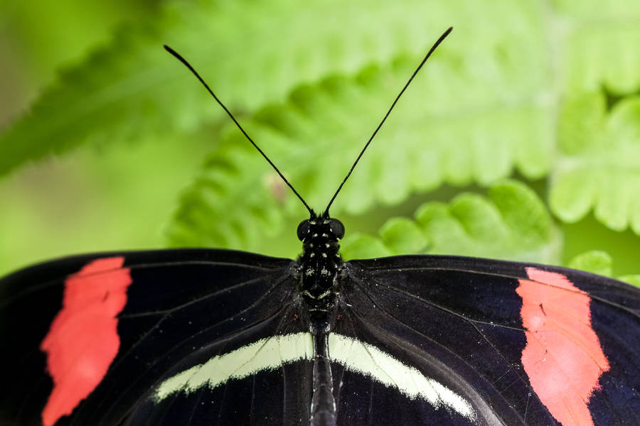 Beautiful Black And Pink Butterfly Wallpaper