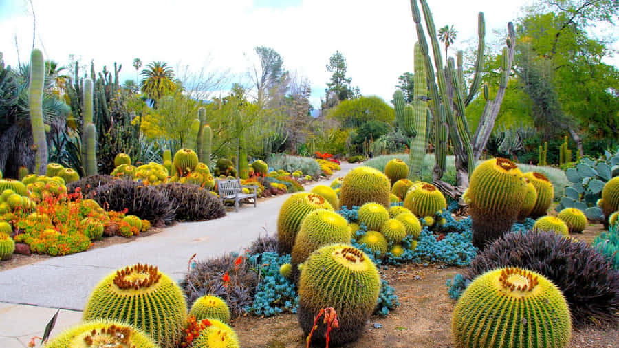 Beautiful Botanical Garden With Lush Vegetation Wallpaper