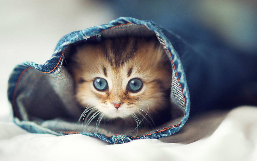 Beautiful Cat In Blue Jeans Wallpaper