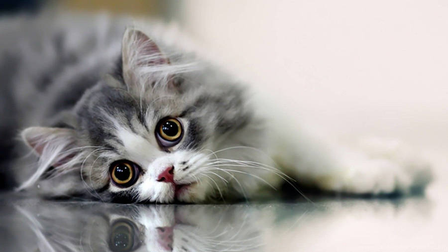 Beautiful Cat In Shiny Floor Wallpaper