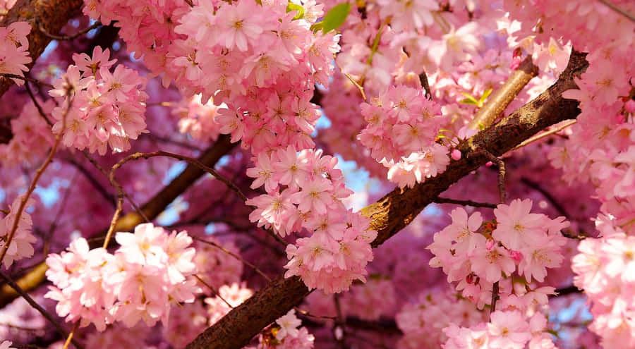 Beautiful Cherry Blossom Tree In Spring Wallpaper