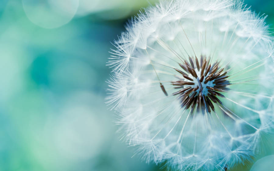 Beautiful Dandelion Aesthetic Teal Wallpaper