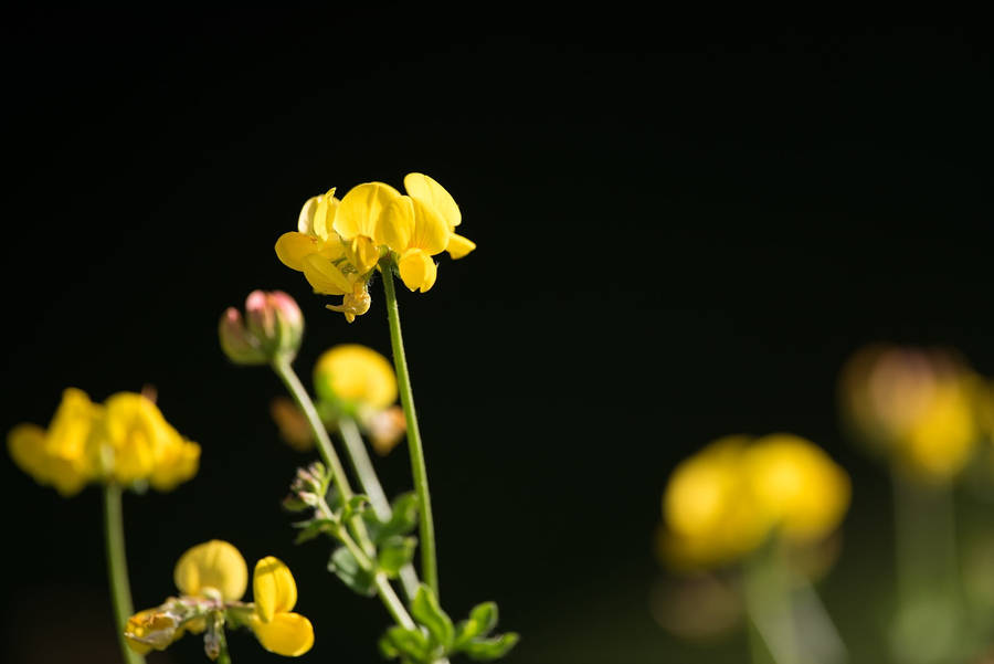 Beautiful Fenugreek Flowers Wallpaper