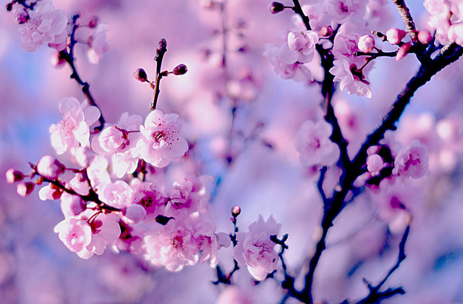 Beautiful Flower Cherry Blossom Branches Wallpaper