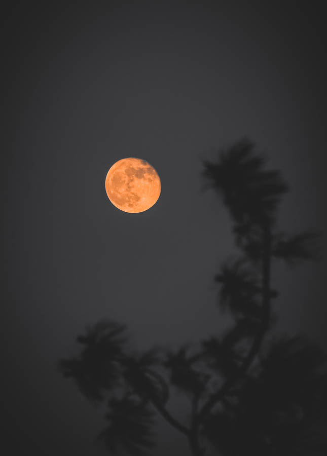 Beautiful Full Moon And Tree Branch Wallpaper