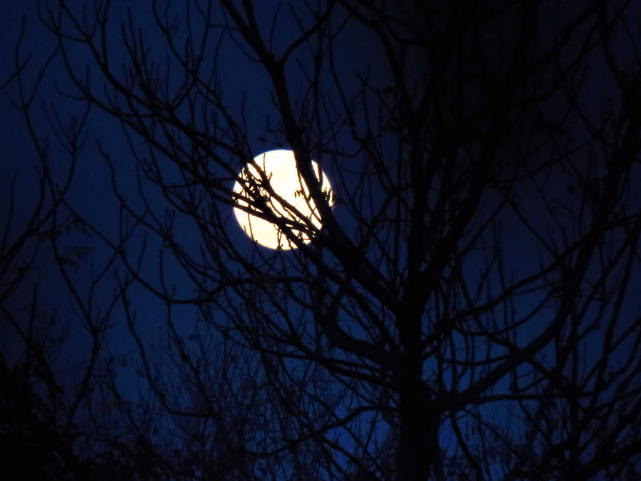 Beautiful Full Moon Bare Trees Silhouette Wallpaper