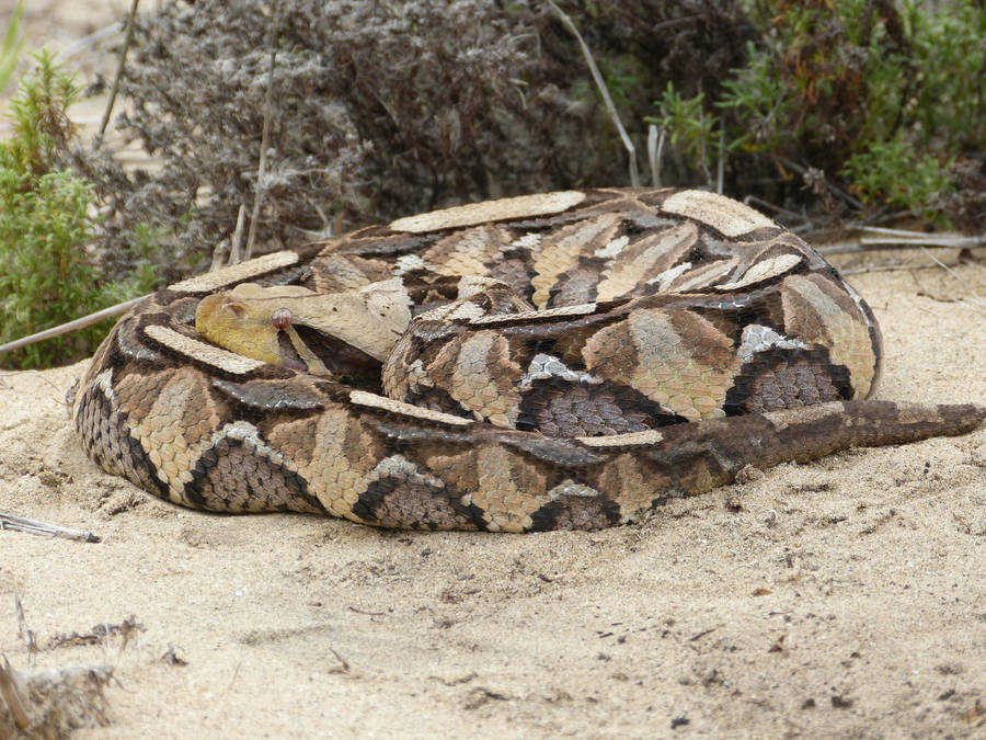 Beautiful Gaboon Viper Forming Loop Wallpaper