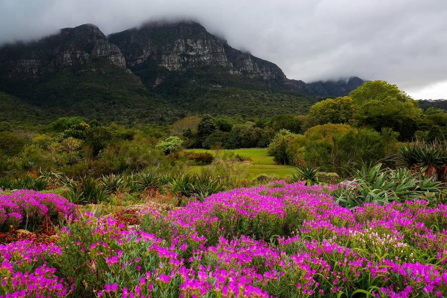 Beautiful Garden In Cape Town Wallpaper