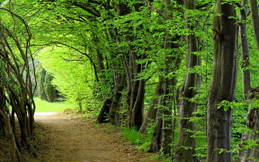 Beautiful Green Trees Wallpaper