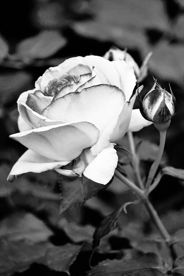 Beautiful Iphone Black White Rose Wallpaper