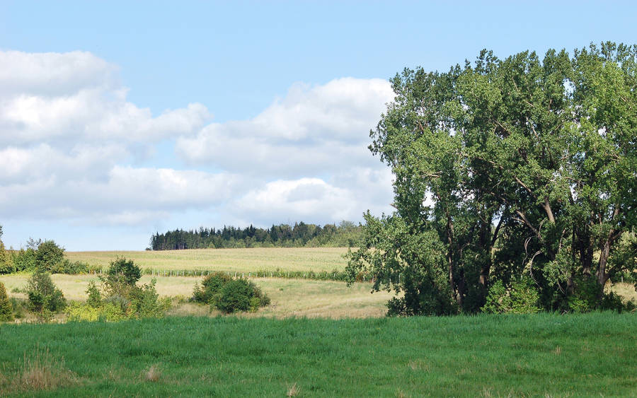 Beautiful Landscape Grass-covered Land Wallpaper