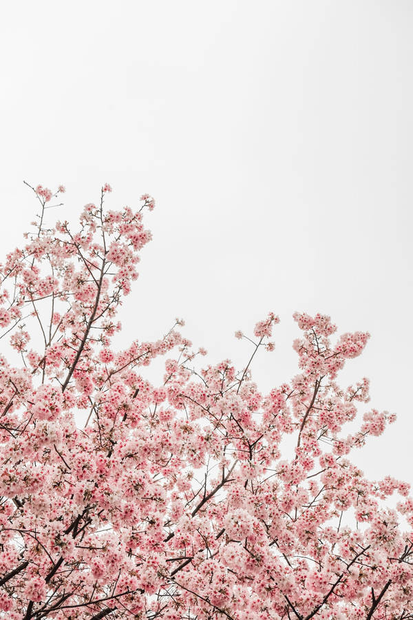 Beautiful Nature Cherry Blossoms Wallpaper